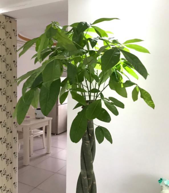 发财树怎么养 发财树怎么养（发财树怎么养才能爆盆） 生活
