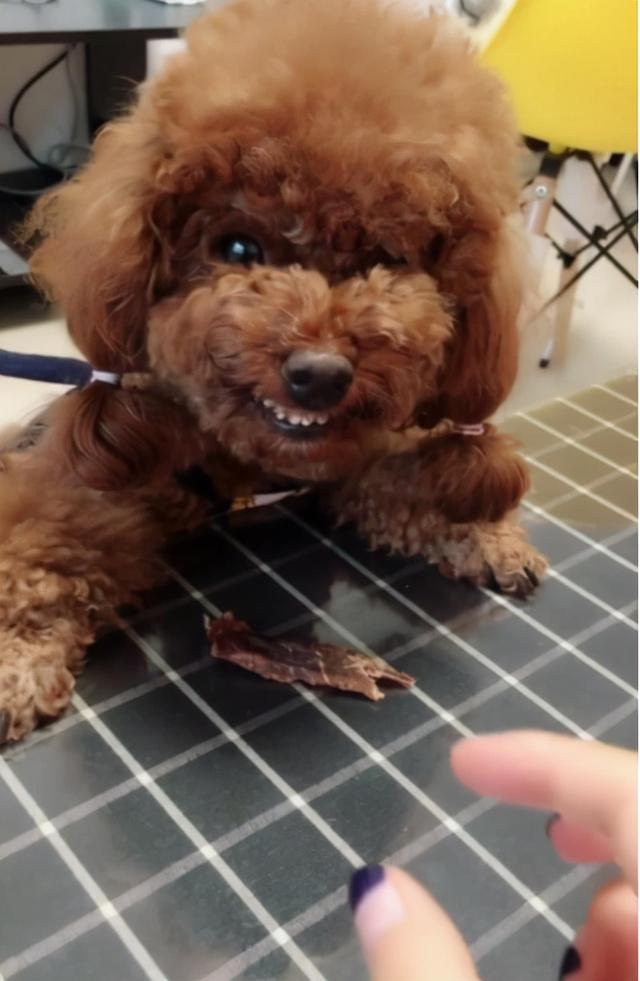 泰迪狗狗狂犬病的症状(自家的泰迪狗有狂犬病吗)-艾拉养犬