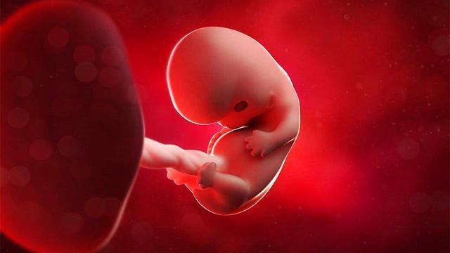 一颗小小的胚胎，成长为四肢健全的宝宝，发育过程感动泪目