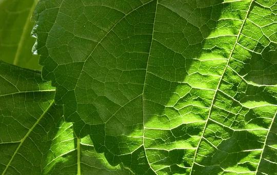 「秋老虎」出没，快用时令汤方保健调理