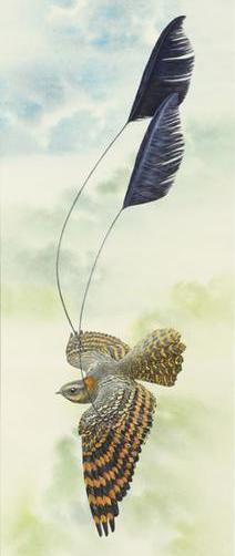 四只翅膀的鸟，曾被人认为是古凤凰的原型，现生活在非洲