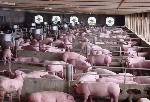 论述我国养猪业发展趋势（近期养猪行业的新政策）