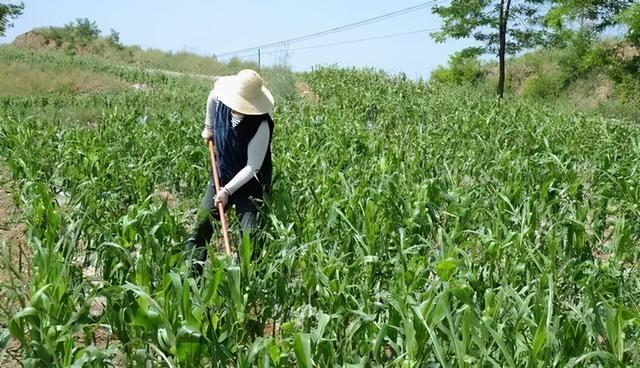 玉米除草剂使用易发生药害，发生原因有3种，采取有效补救措施7