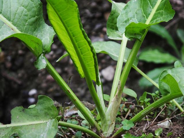 田地里的这种土大黄，长得像菠菜，​但它的价值要比菠菜要高得多4