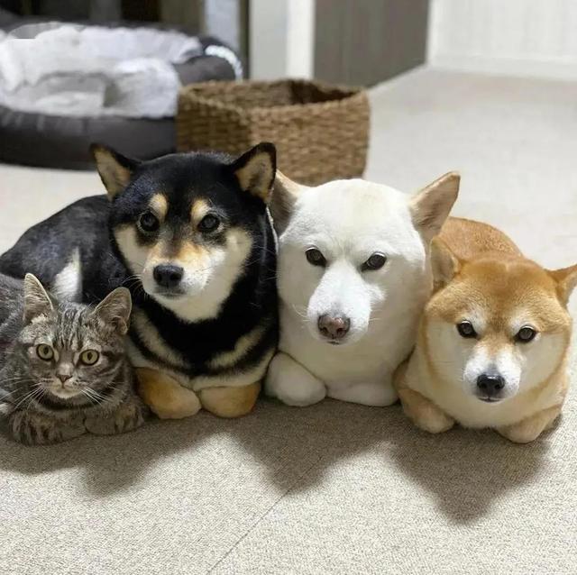 四只狗的头像图片