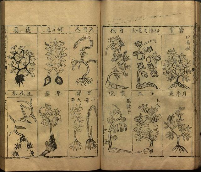 李时珍巨著《本草纲目》插图上卷（1596年刻本）