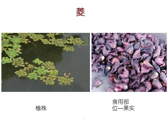 水生植物 水生植物（水生植物种植施工方案） 生活