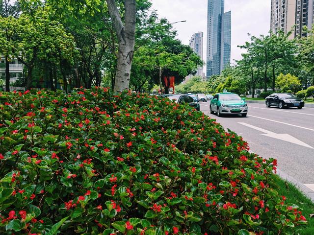 澳门的市花是什么