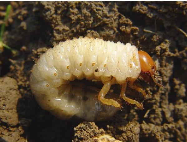 胡萝卜种植方案，从播种到病虫害防治，建议收藏13