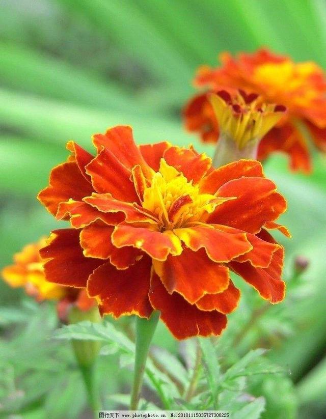 孔雀草 孔雀草（孔雀草图片大全大图） 生活