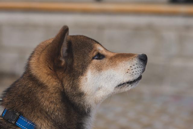 柴犬图片