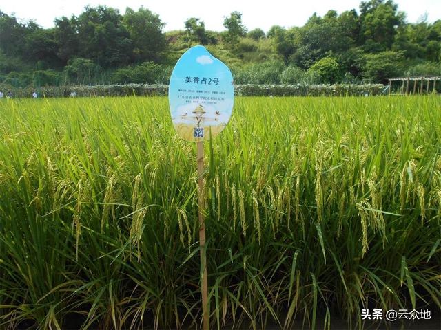 2020年早稻如何种，怎么选择早稻品种？种植有哪些技术要点？5