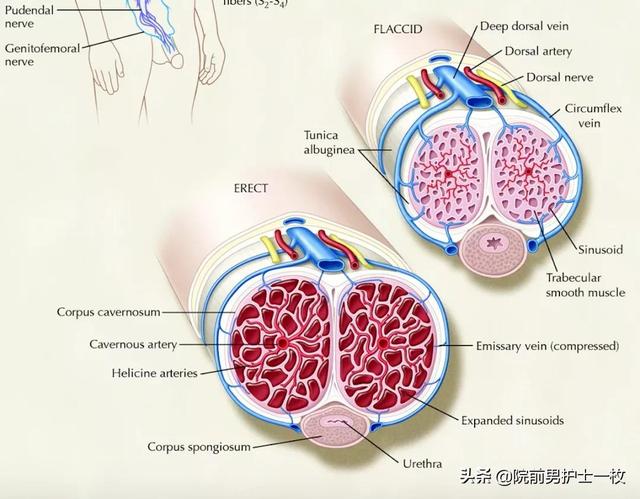 男性尿道损伤的处置