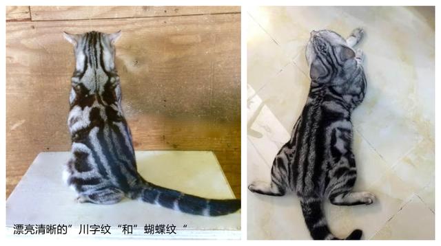 银虎斑猫