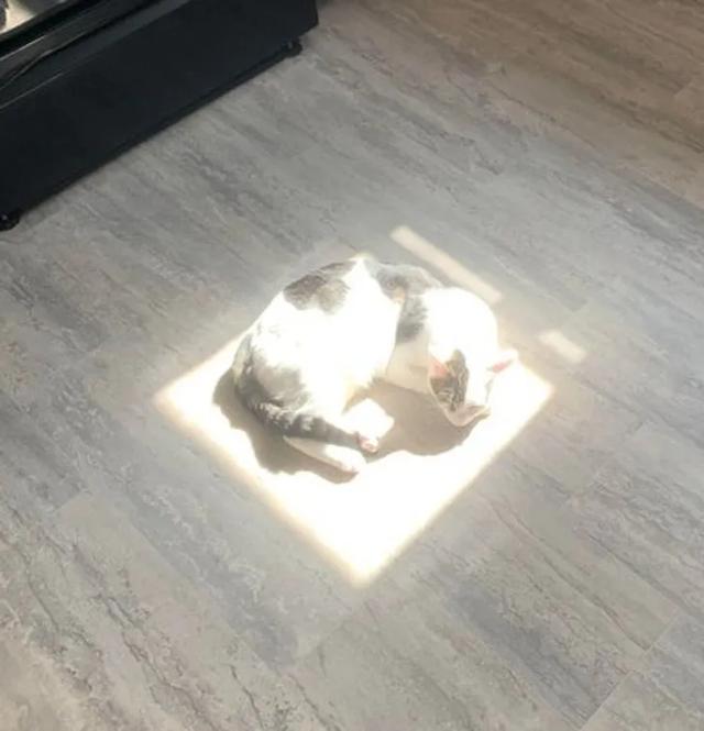 猫图片大全可爱 猫图片大全可爱