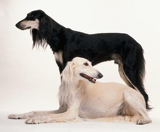 saluki