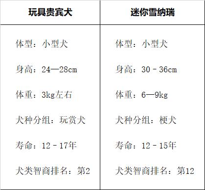 小型雪纳瑞犬