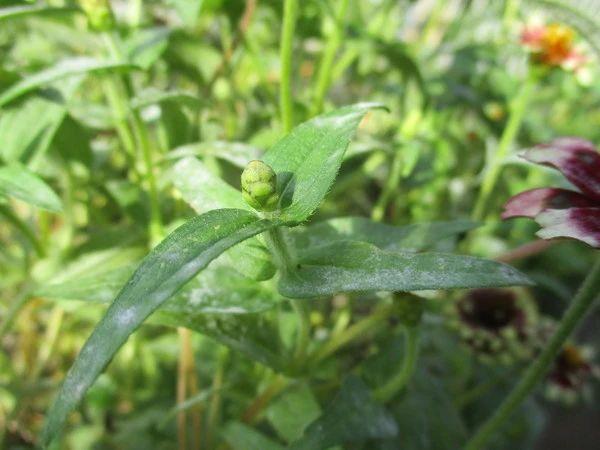 家里的植物总是感染白色粉末，用小苏打可清除，但不能乱用6