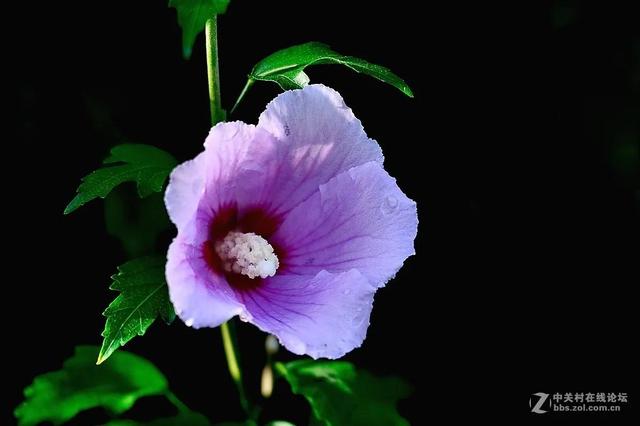 木槿花 渐渐凋零于这个初秋的早晨 全网搜