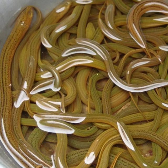 提醒：有5种鱼尽量少吃，很多人可能还不清楚，本文告诉答案