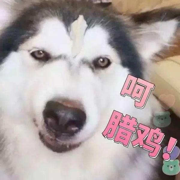 西伯利亚雪橇犬