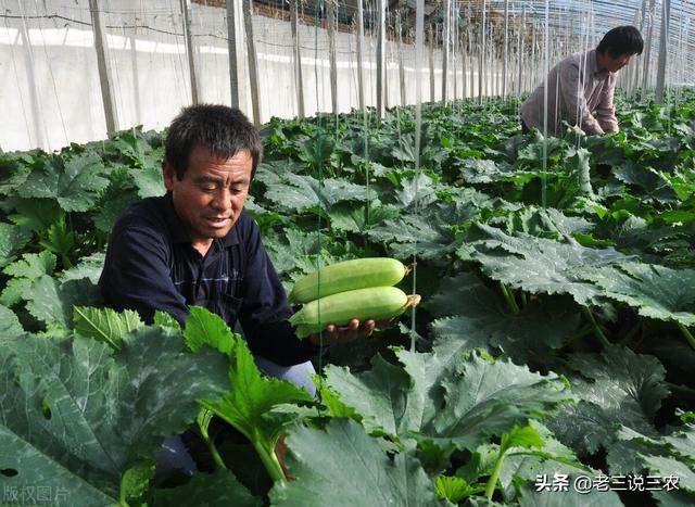 喷什么药不怕雨淋？南瓜、西红柿、黄瓜、茄子、西葫芦都适用2