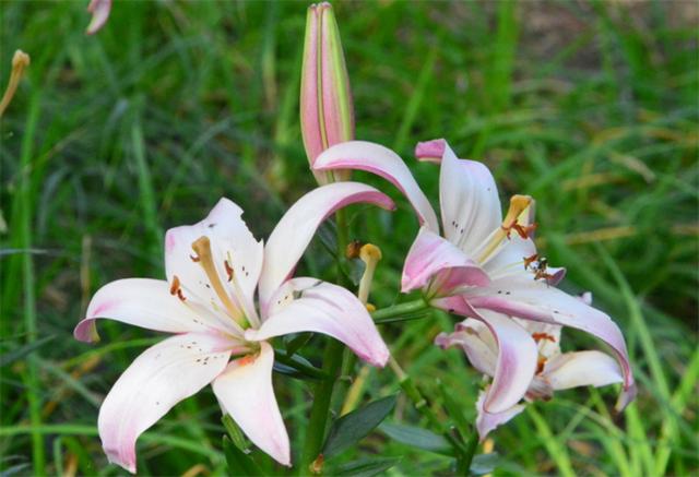 百合花语