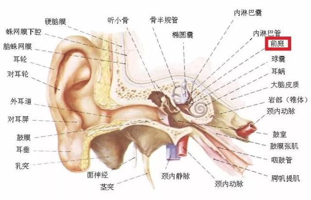 有利于孩子前庭系统发育的游戏，你了解多少呢？