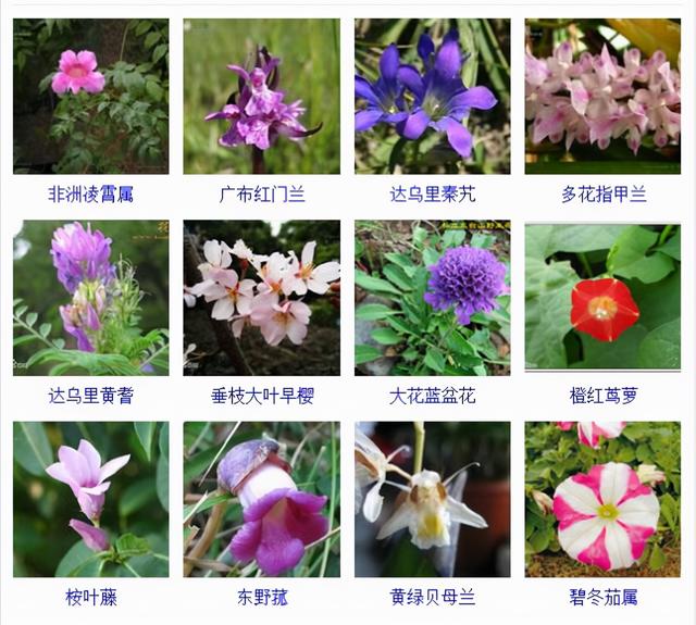 观花植物 观花植物（木本观花植物） 生活