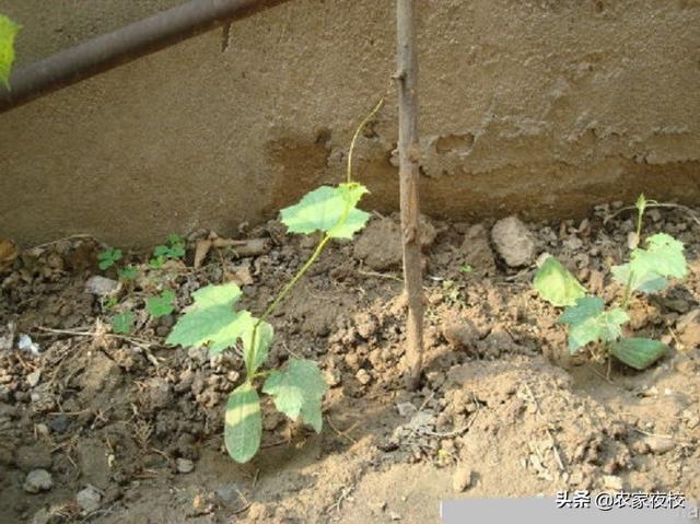 丝瓜种植 丝瓜种植（丝瓜种植管理和修剪） 生活