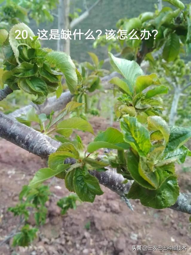 樱桃花后用什么杀虫剂和什么杀菌剂？1