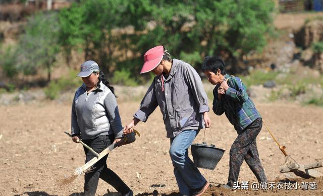 巧用生石灰，有效防治土传病害、土壤酸化、烂根死棵等难题5