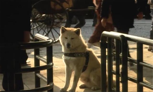 忠犬八公国语