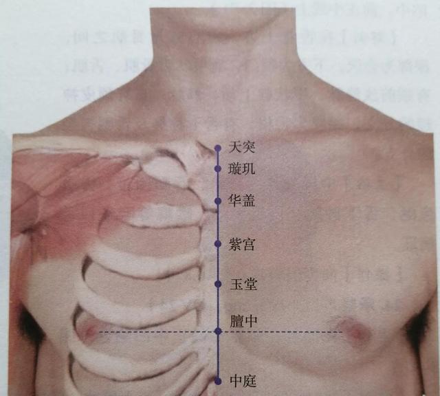 每日一穴……膻中穴