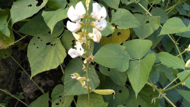 湖南农村叫它“峨眉豆”，一种药食同源的蔬菜，你吃过吗？3