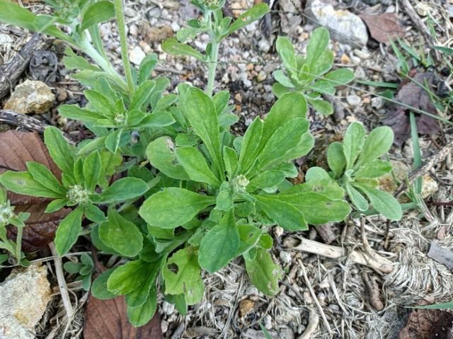 农村常见又能吃的野菜，都是价值珍贵的中药材，看看你吃过几种？