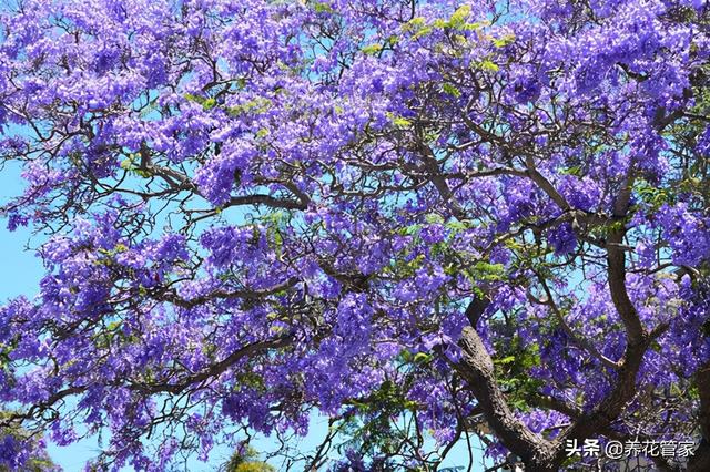 名字 好聽 的15種花 你見過幾個 熱點訊息網