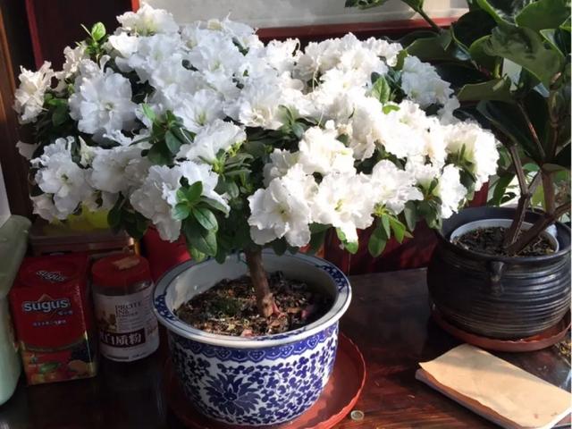 虎皮兰的根系很短,如果用的盆太高太大,浇的水和营养都沉淀到花盆底部