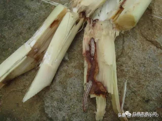 危害甘蔗三大螟虫怎么区别？16