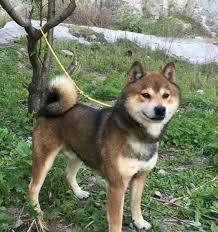 柴犬图片