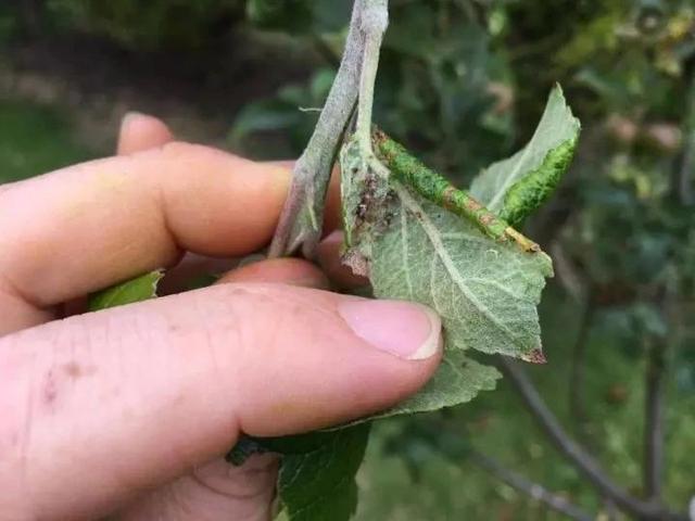 2种暴力清除蚜虫的方法，在厨房就能找到杀虫材料