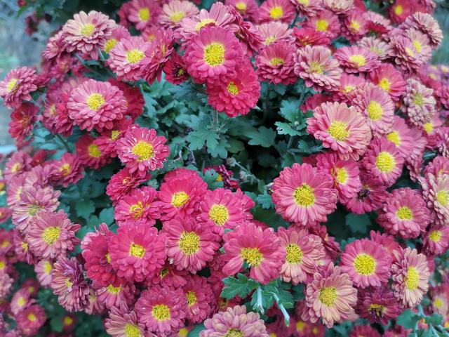 孩子该不该成为家长炫耀的工具