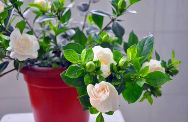 栀子花的养殖方法 栀子花的养殖方法（栀子花的养殖方法和注意事项要怎么养） 生活