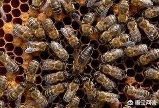 买一只蜂王就可以引来蜜蜂吗（买一只蜂王怎么养）