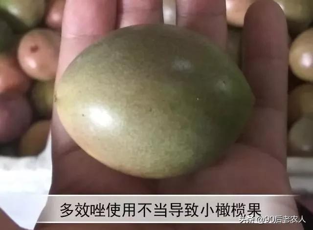 百香果出现“虚花虚果”轻轻一碰就掉落？多措齐施才能减少发生6