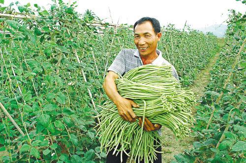 种豆角，植株徒长不结豆角，找对防治技巧，豆角能结满架5