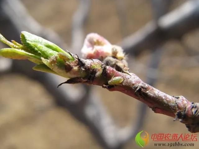 桃树蚜虫除不净！抗性强、繁殖快！掌握这几点药到虫净3