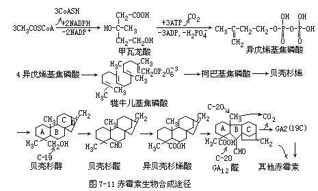 920（赤霉素）在作物上的应用1