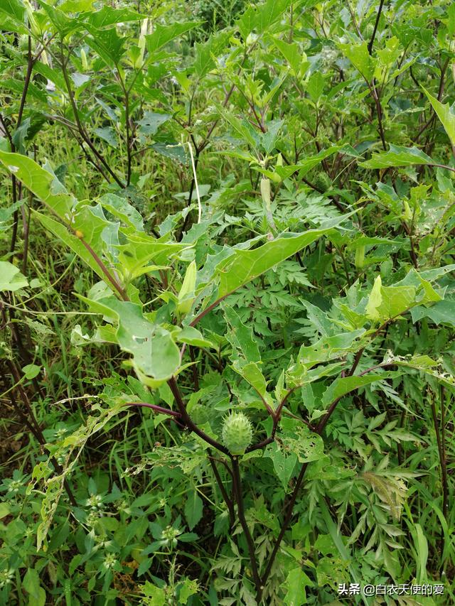 曼陀罗花功效 曼陀罗花功效（曼陀罗花工笔画表现形式） 生活