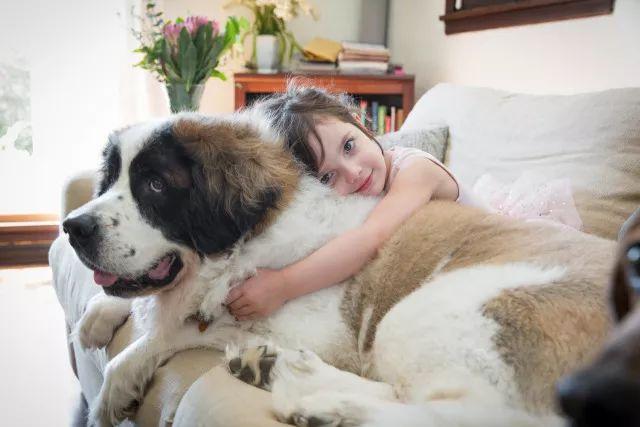 大型犬品种大全带图，有名的大型犬？